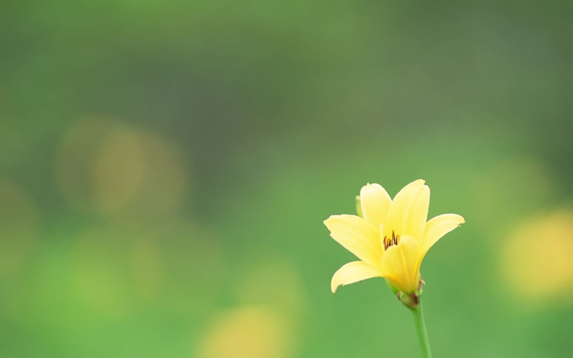 Green Flowers Desktop Wallpaper