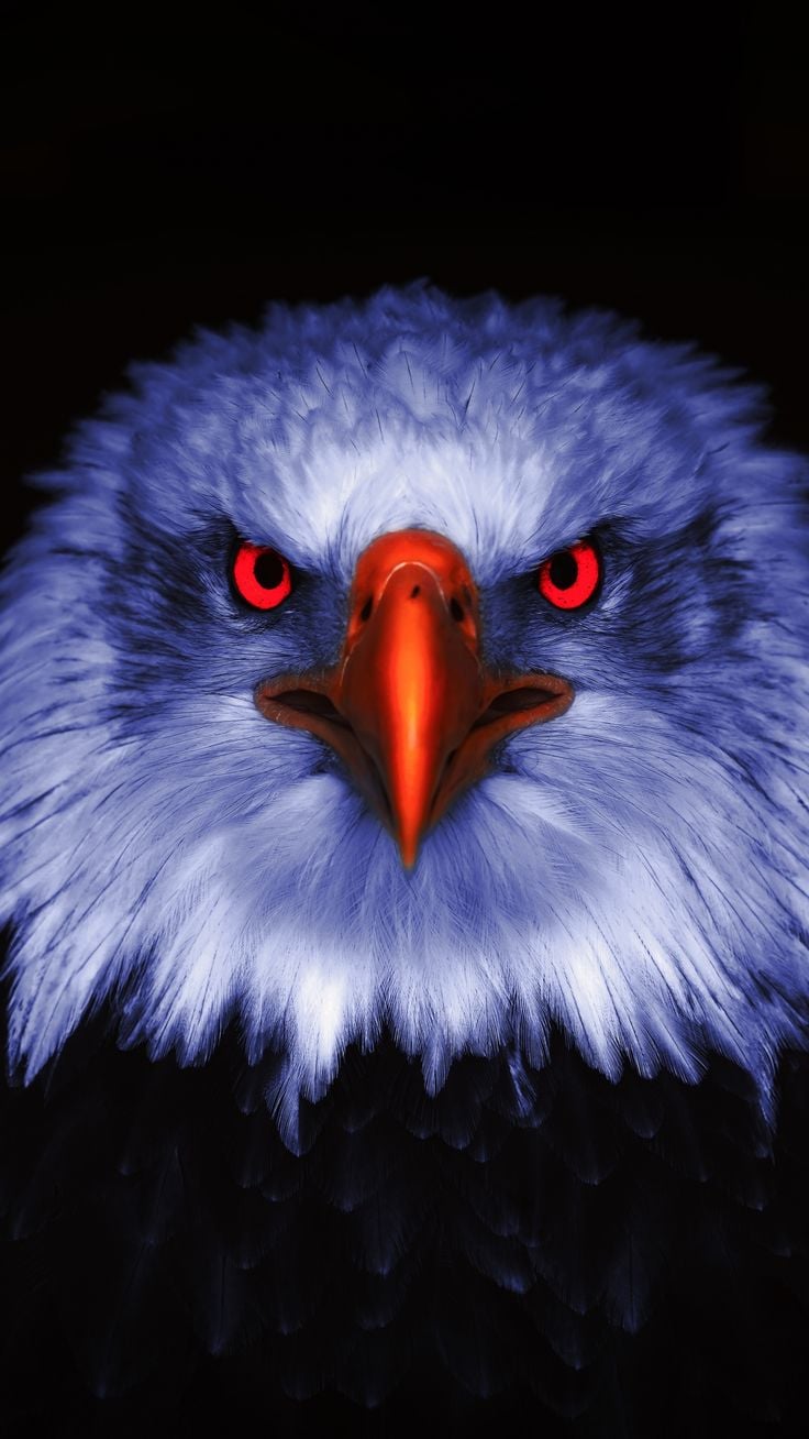 Eagle, Raptor, red eyes, close up wallpaper. Eagle wallpaper, Eagle picture, Eagle face