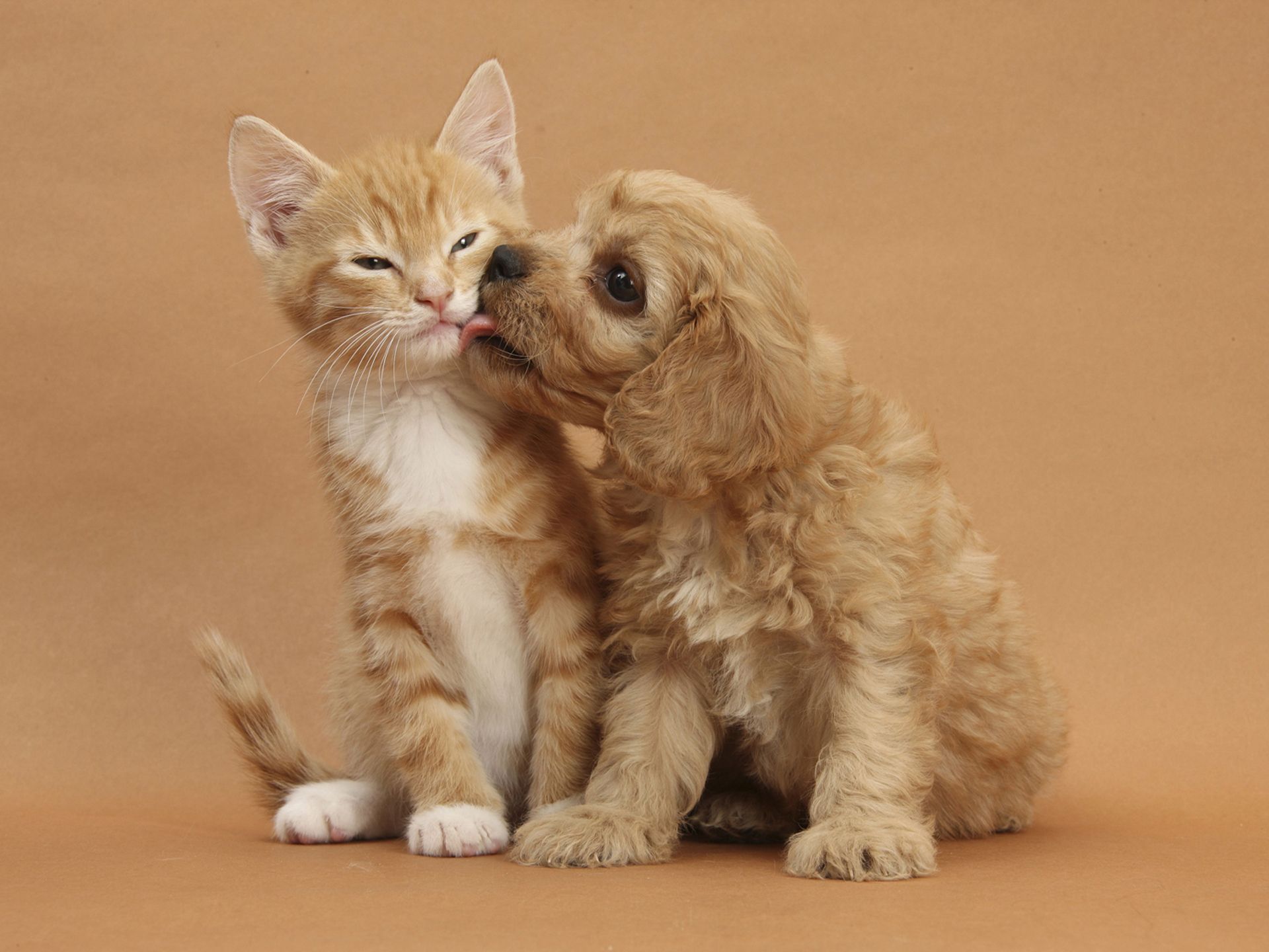 cute baby kittens and puppies