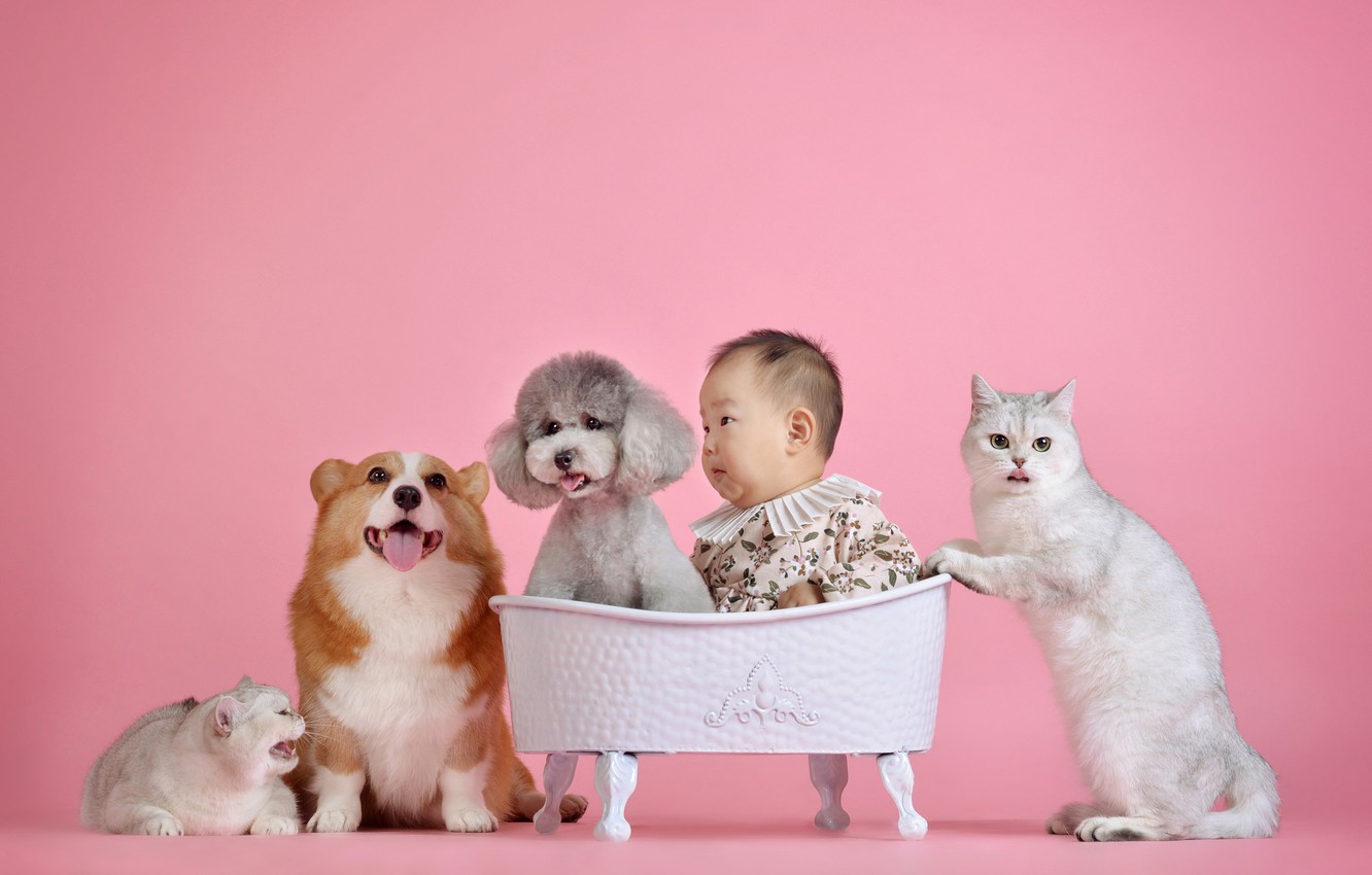 Photo Wallpaper Language, Cat, Dogs, Cat, Cats, Grey, Dog And Cats Wallpaper & Background Download