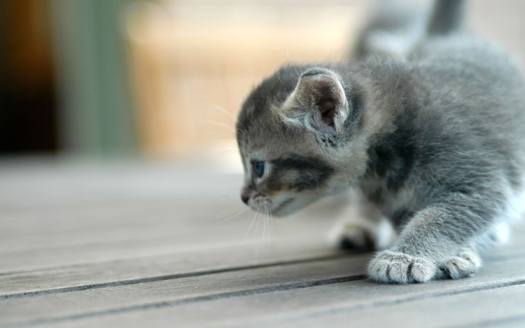 Cute Dog Wallpaper p Cat Desktop Couple Cat Angry Bulldog 1805×1128 Cute Baby Cats Wallpaper (39 Wallpaper). Ador. Baby cats, Cute baby cats, Kitten wallpaper