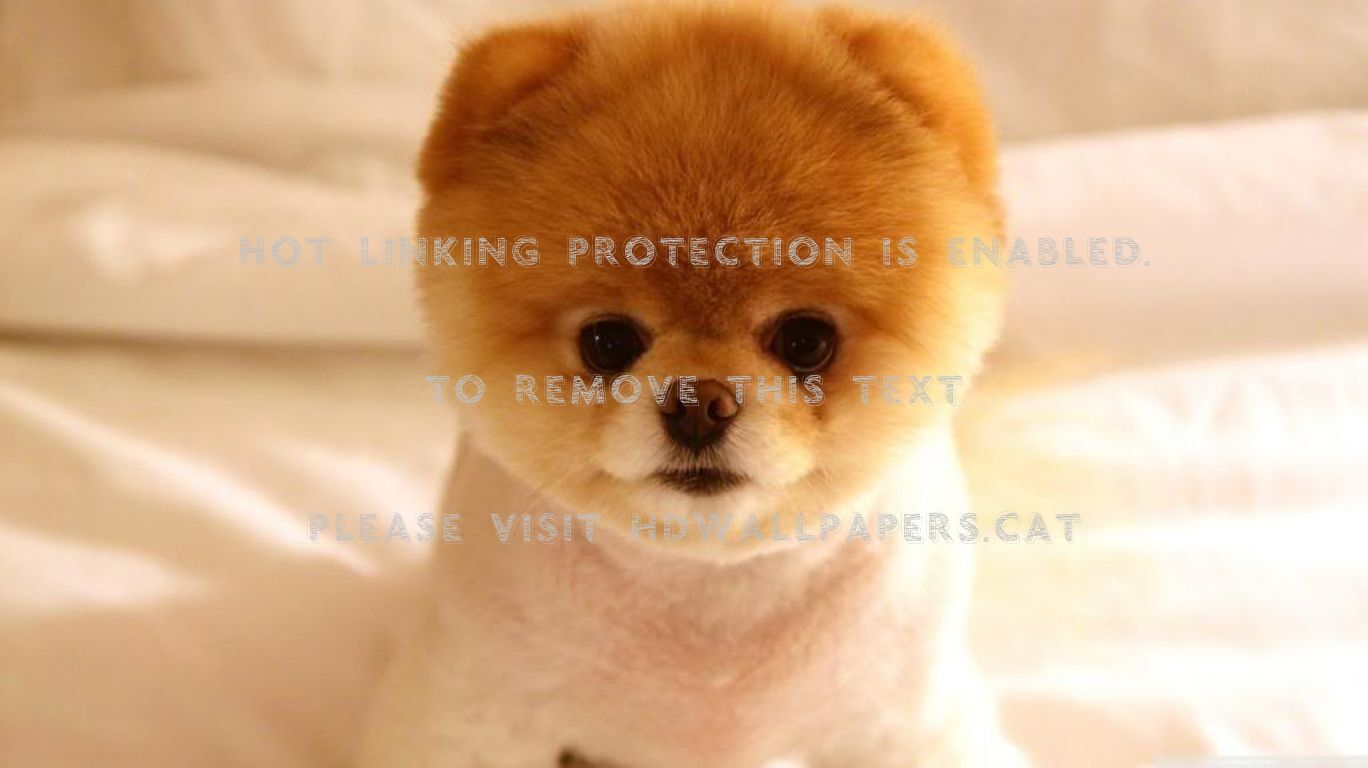 cute dog pets animals puppy nature boo chow