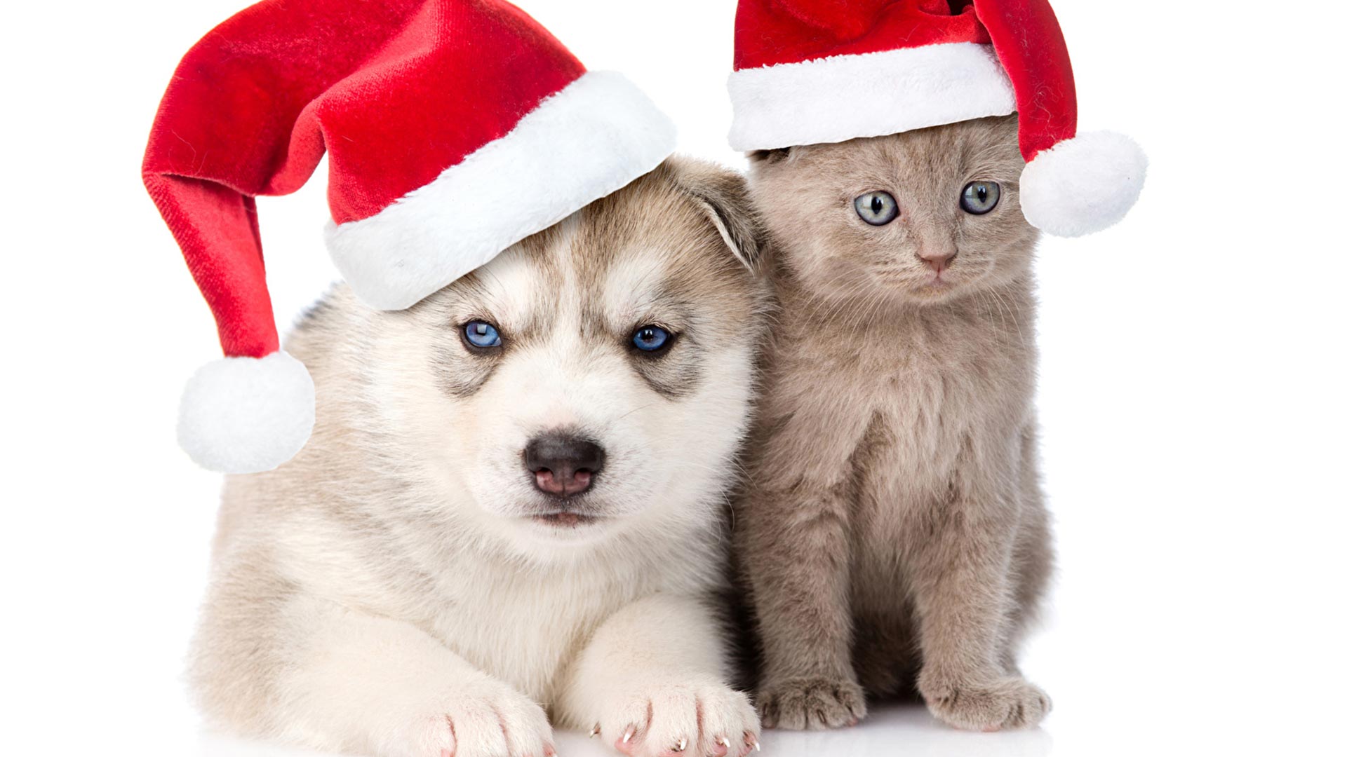 Cat Vs Dog Wallpaper. Top Cat Vs Dog Image