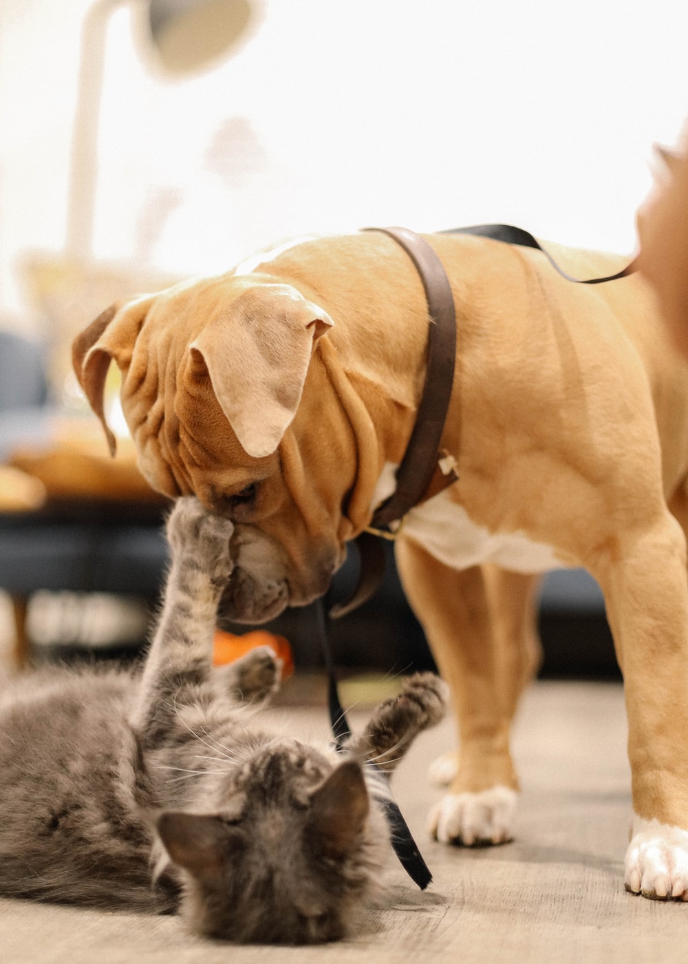 [HQ] Cat And Dog Picture. Download Free Image