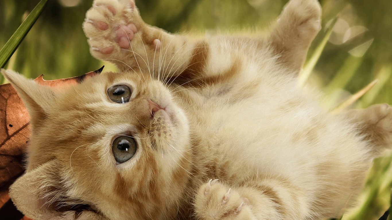 Baby Cat Picture wallpaperx768