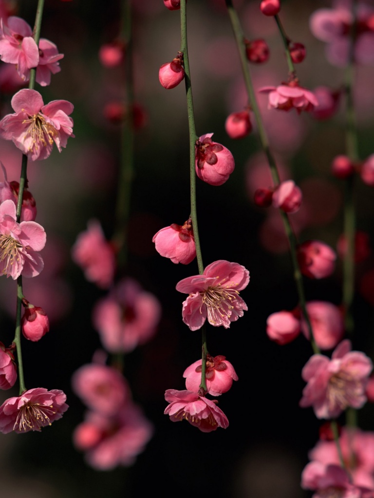 Free download 768x1024 Pink Spring Flowers iPad mini wallpaper [768x1024] for your Desktop, Mobile & Tablet. Explore Spring Wallpaper for iPad Mini. Apple Wallpaper for iPad, Free Wallpaper for