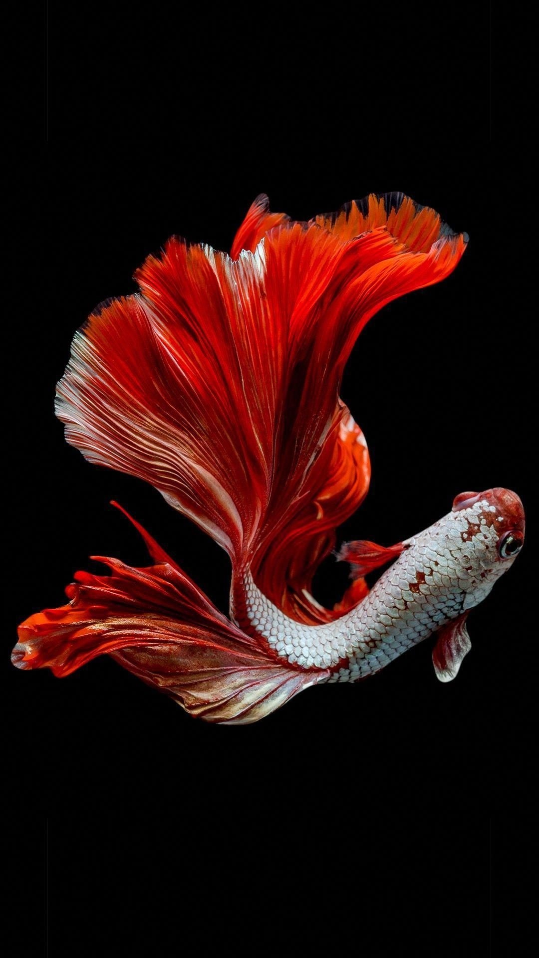 Fish Live Wallpaper free: Koi Fish Backgrounds HD - Free download and  software reviews - CNET Download