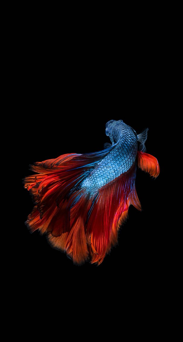 Beautiful fish 2.0. Fish wallpaper iphone, Betta fish, Fish wallpaper