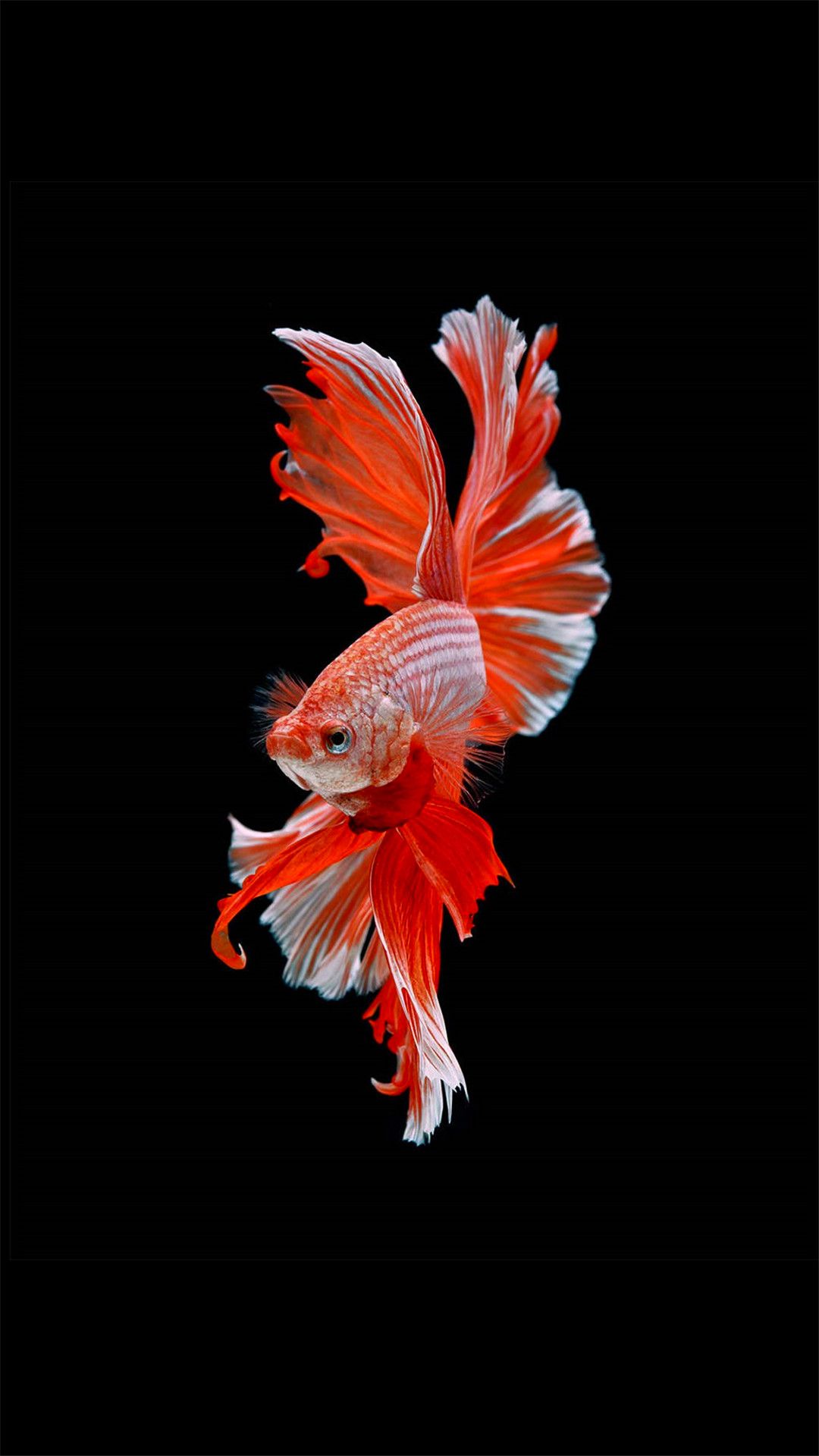 Fish iPhone Wallpaper