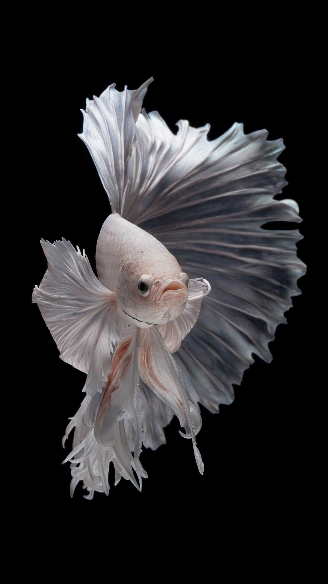 Free Wallpaper for iPhone 7 Plus with Albino Betta Fish Picture (13 of 20 Pics) Wallpaper. Wallpaper Download. High Resolution Wallpaper