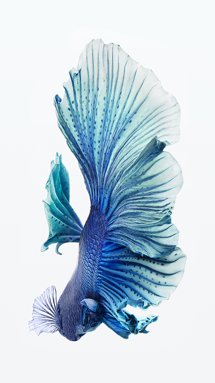 iPhone 6s Wallpaper HD Fish