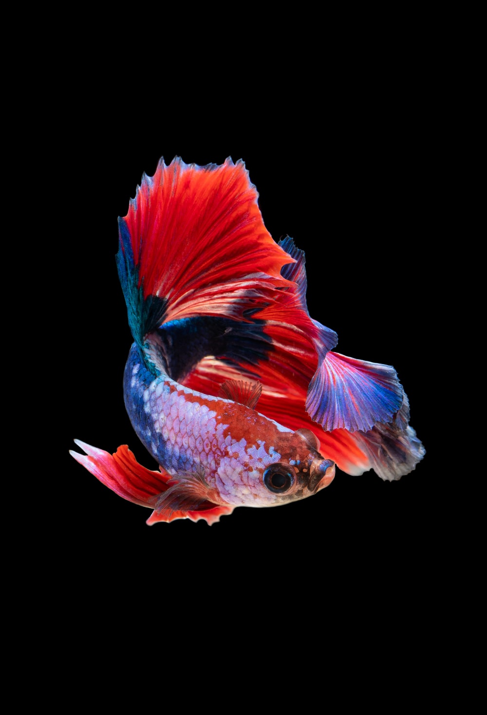 Fish Wallpaper Picture. Download Free Image