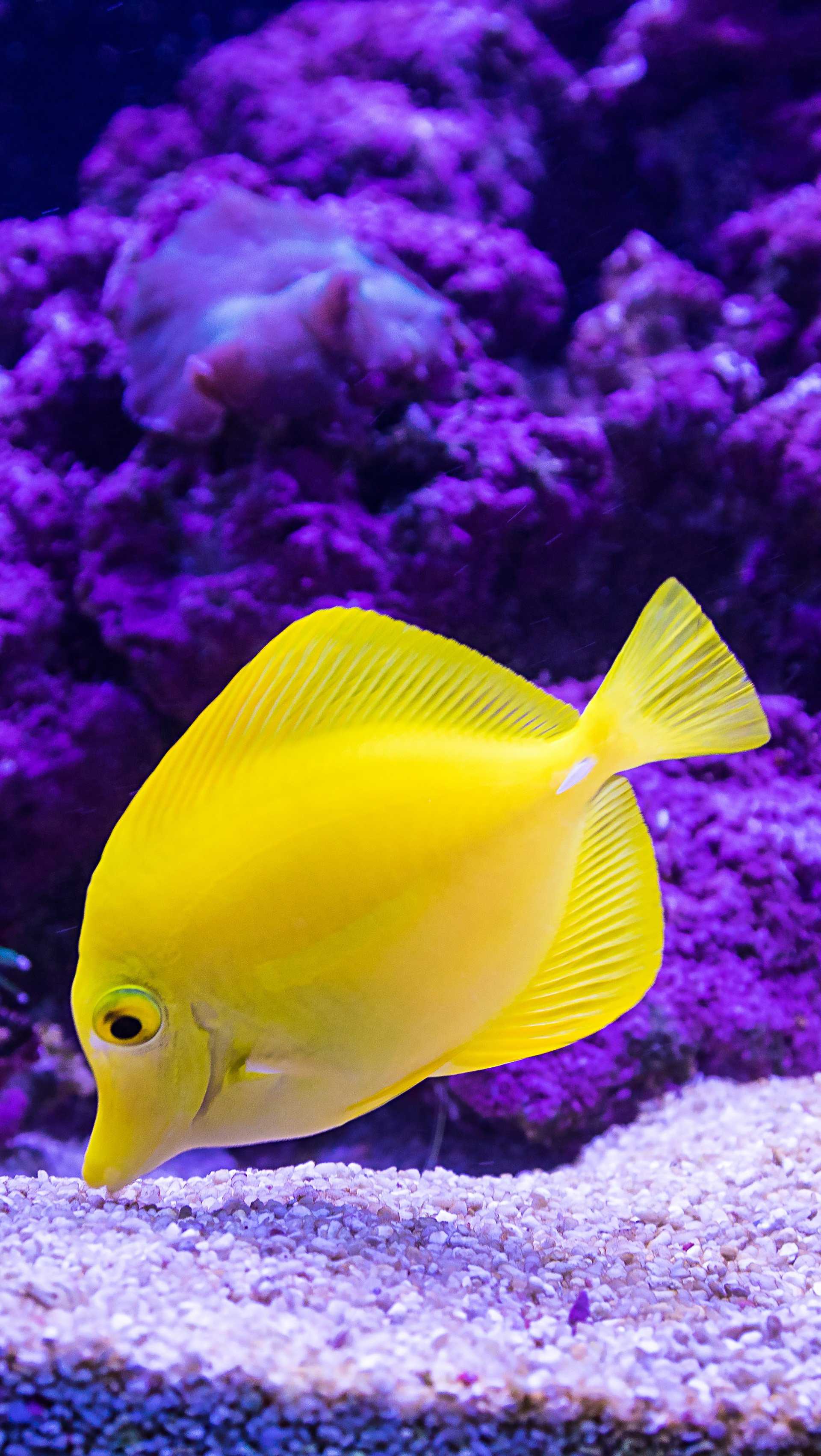 Yellow Fish Wallpaper iPhone Free HD Wallpaper