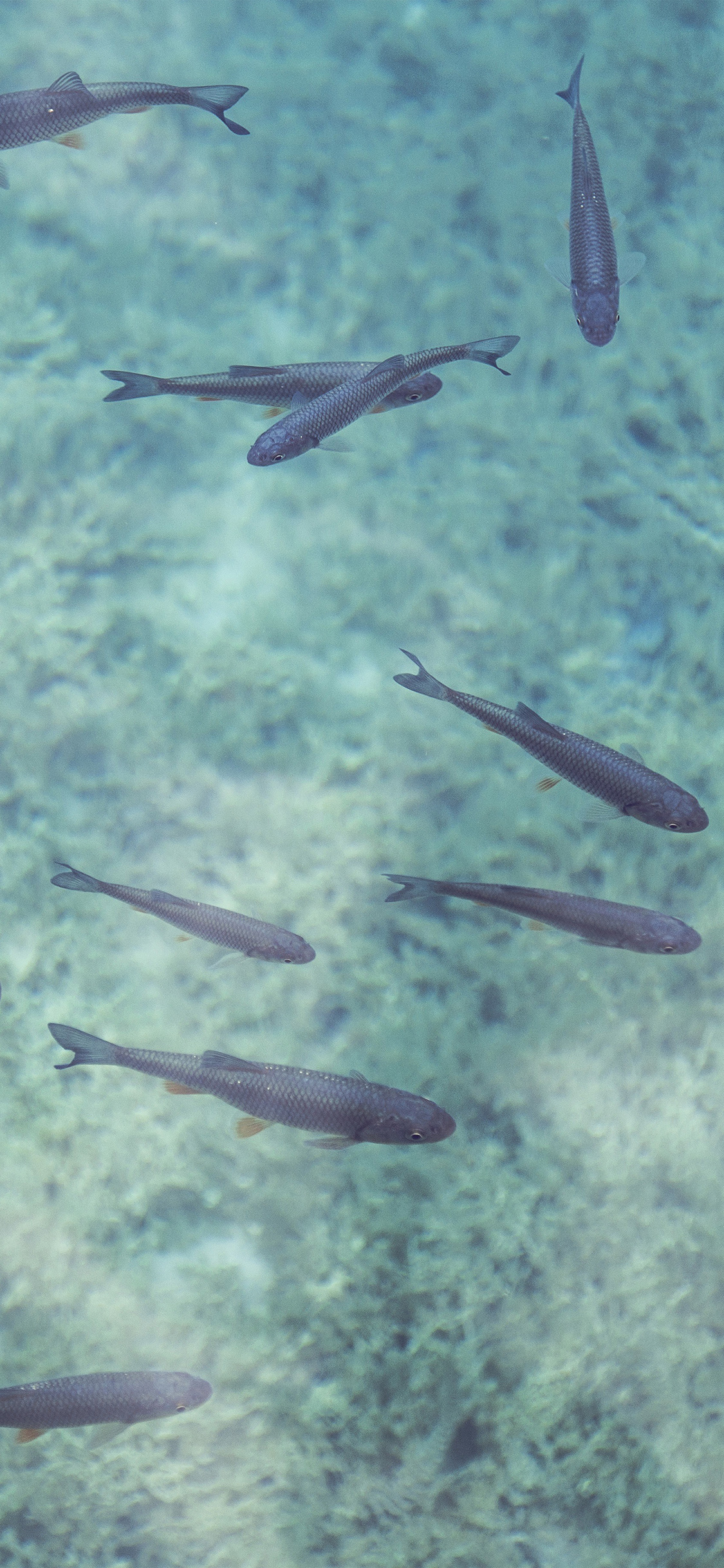 iPhone X wallpaper. fish sea water nature blue
