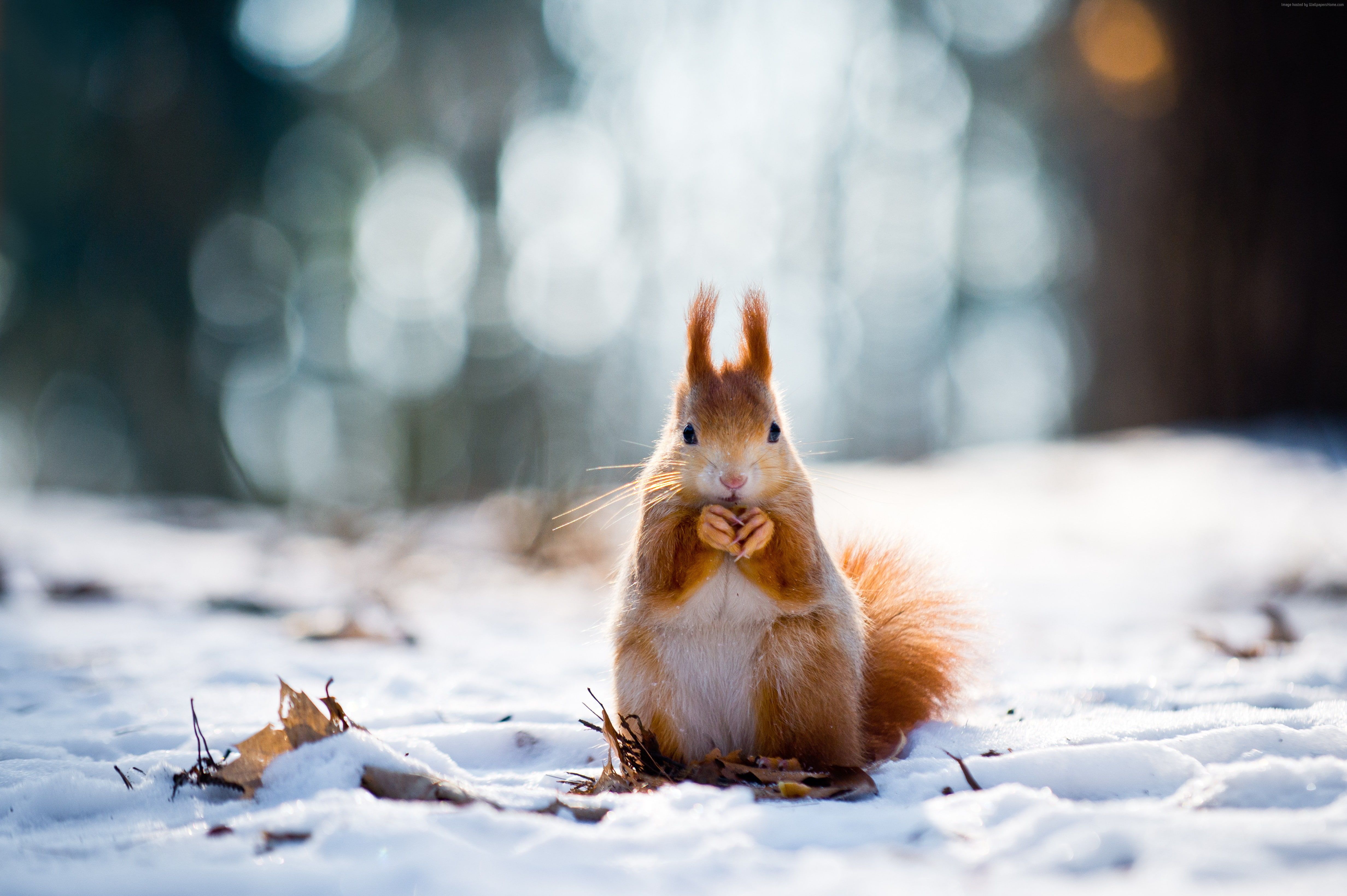 winter #squirrel #snow K cute animals K #wallpaper #hdwallpaper #desktop. Cute animals, Animal wallpaper, Animals