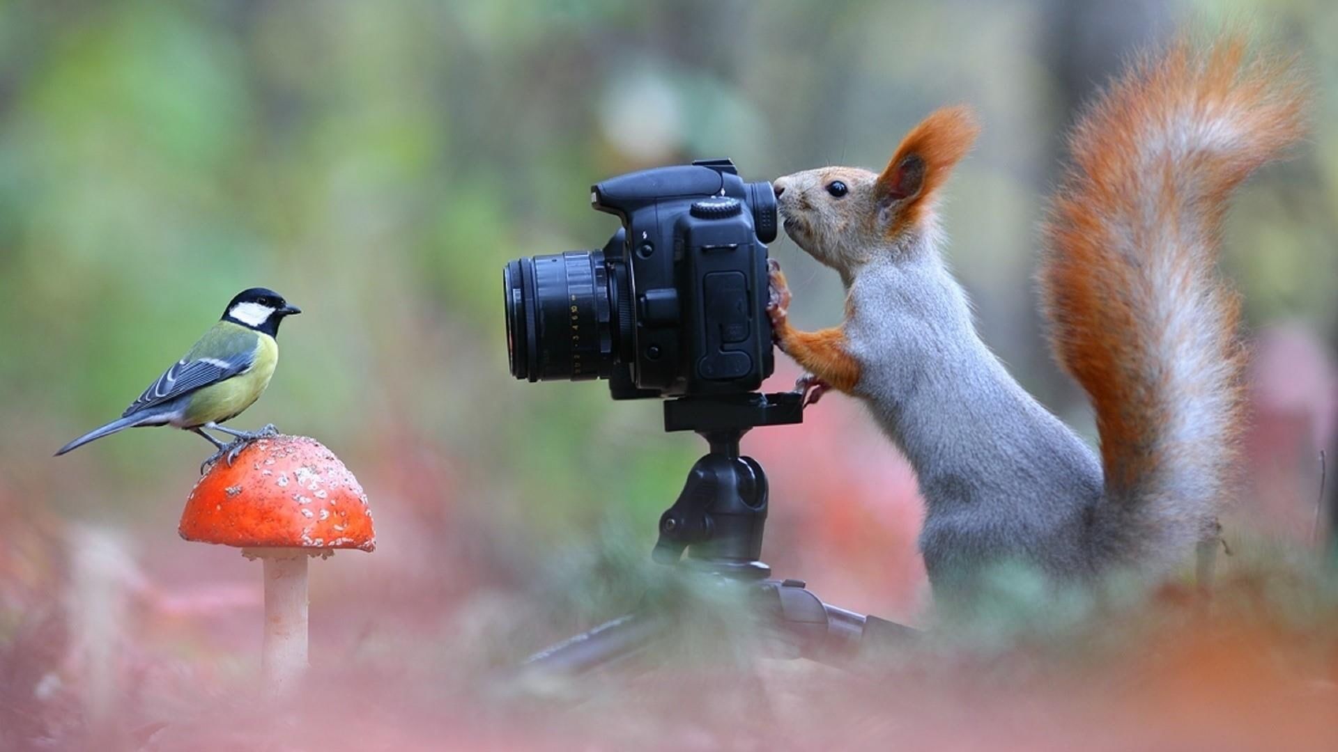 funny #squirrel #bird #photo #mushroom #animals P #wallpaper #hdwallpaper #desktop. Animals, Squirrel funny, Animal wallpaper
