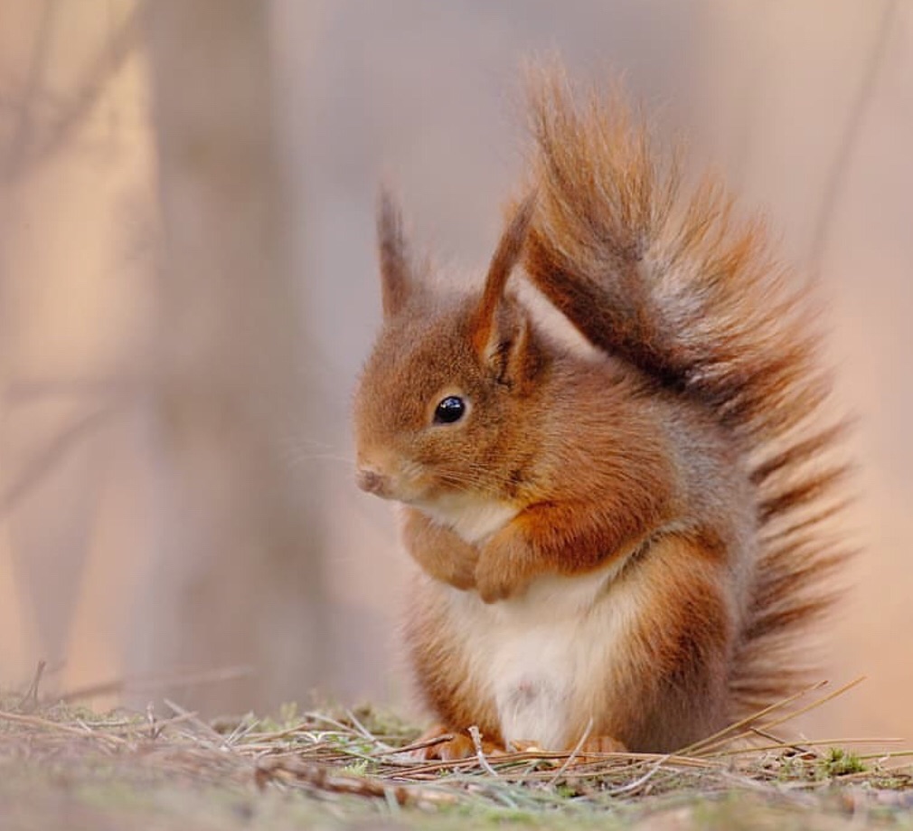 red squirrel uploaded