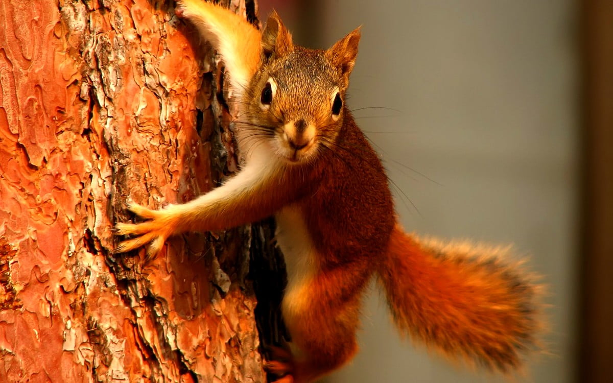 Squirrel, Animals, Eurasian Red Squirrel background. FREE Download picture