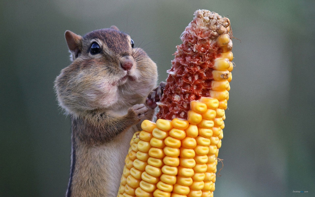 Baby Squirrel Wallpaper