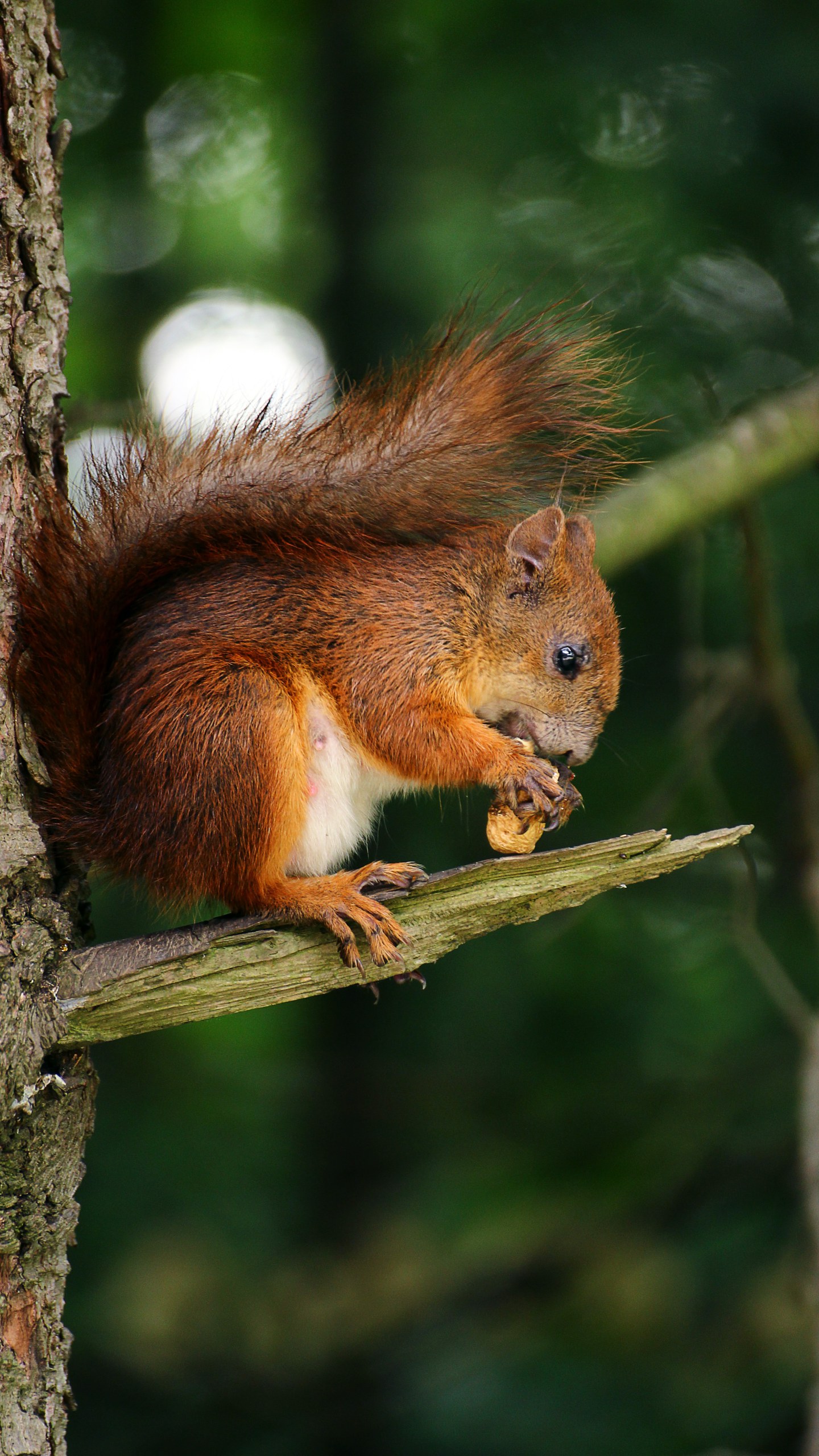 Brown Squirrel On Branch Of Tree Eating Nut • Wallpaper For You