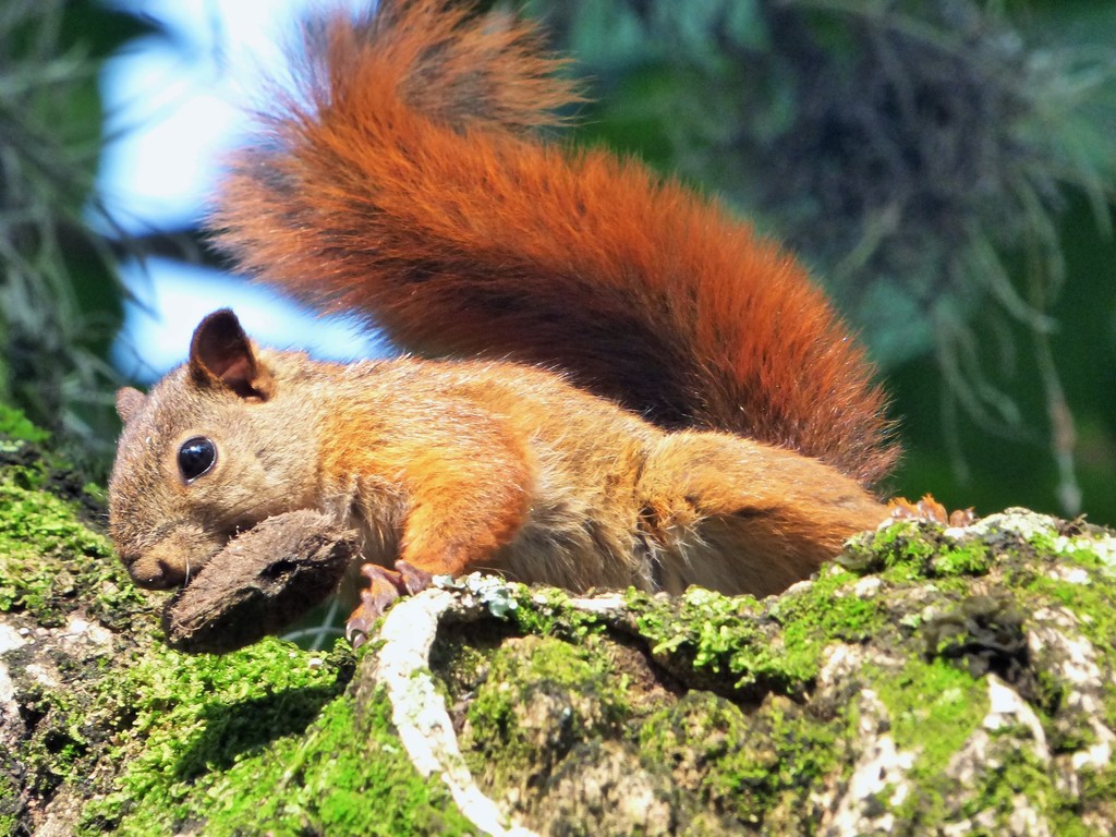 Photos Of Red Tailed Squirrel (Sciurus Granatensis) · INaturalist