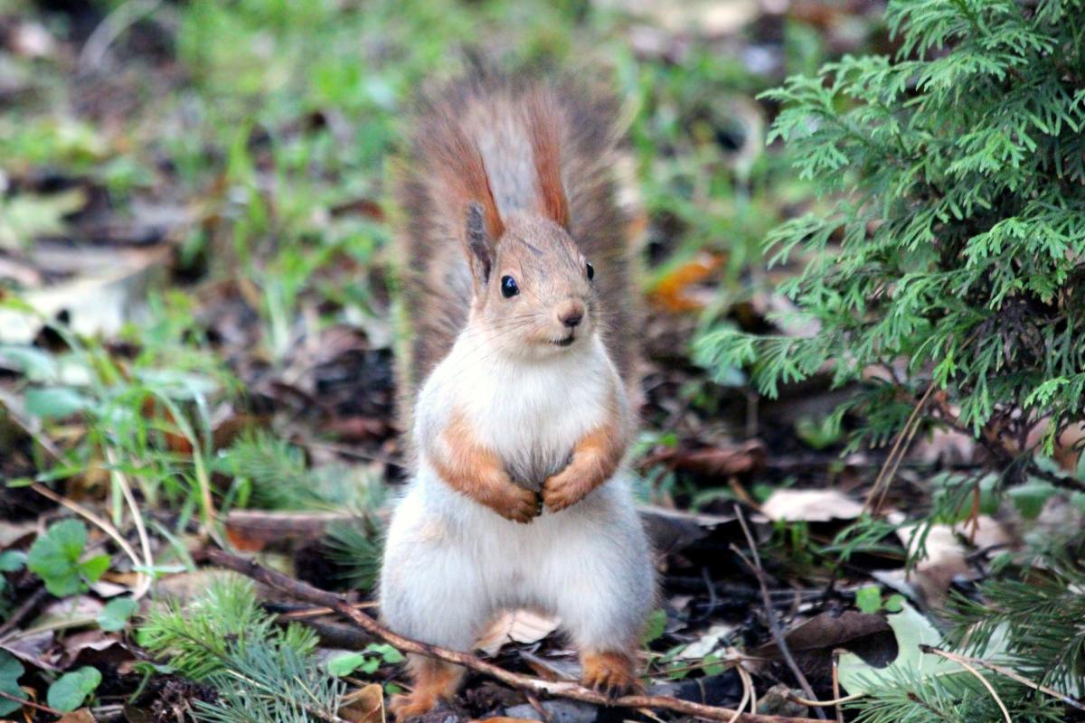 Best Squirrel Names: Ideas for Your Fuzzy Friend