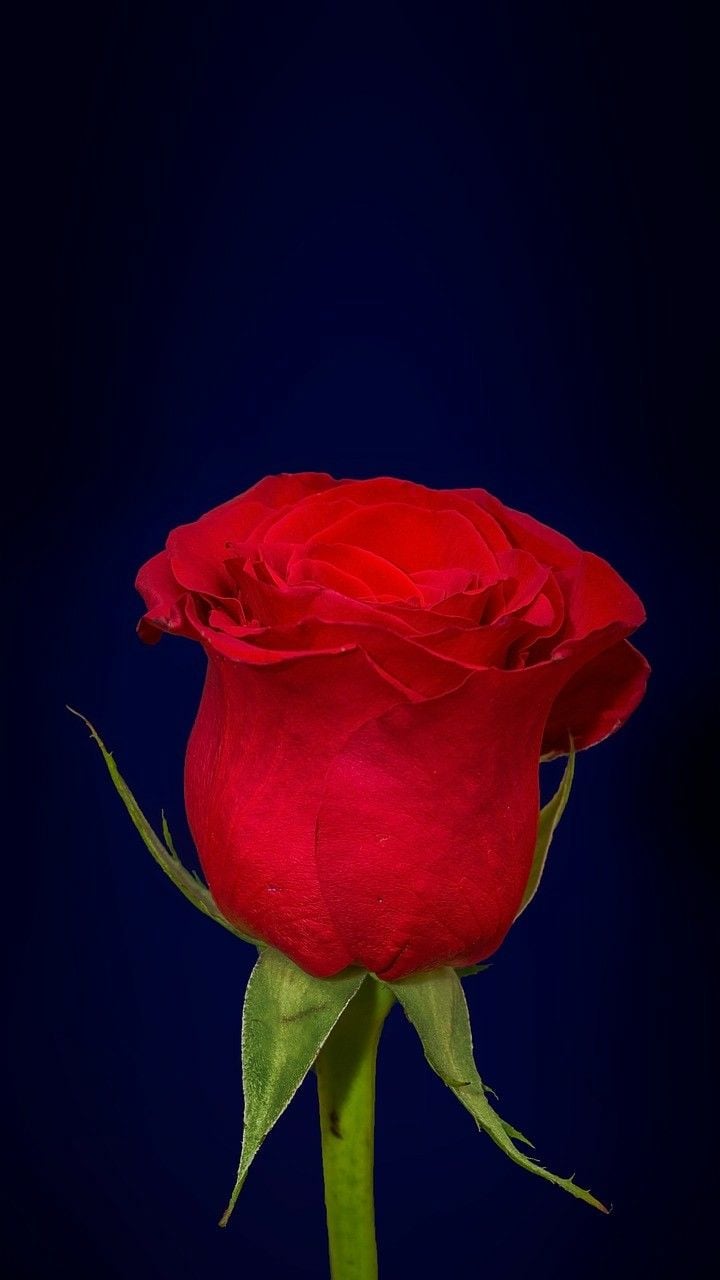 Red Flower. Beautiful Mobile Wallpaper HDk wallpaper for mobile, Mobile wallpaper, HD wallpaper for mobile