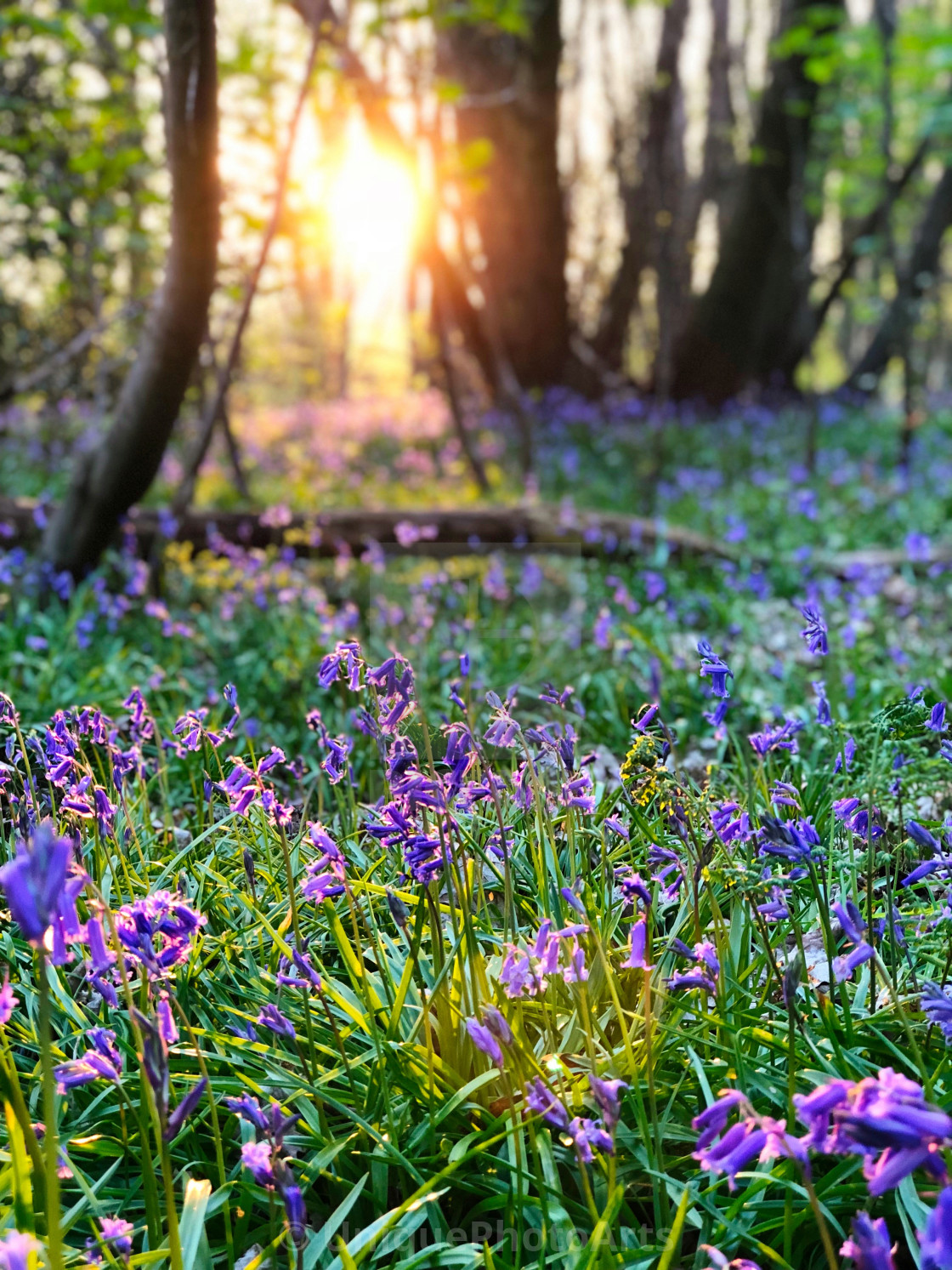 Spring Bluebells Wallpapers - Wallpaper Cave