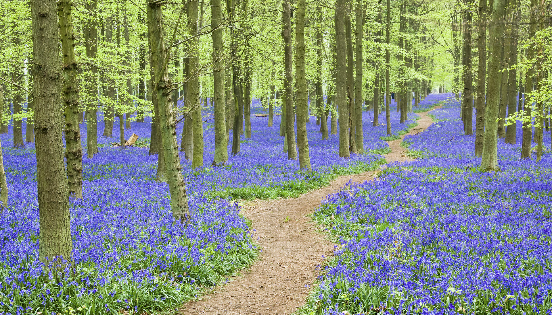 through the bluebells