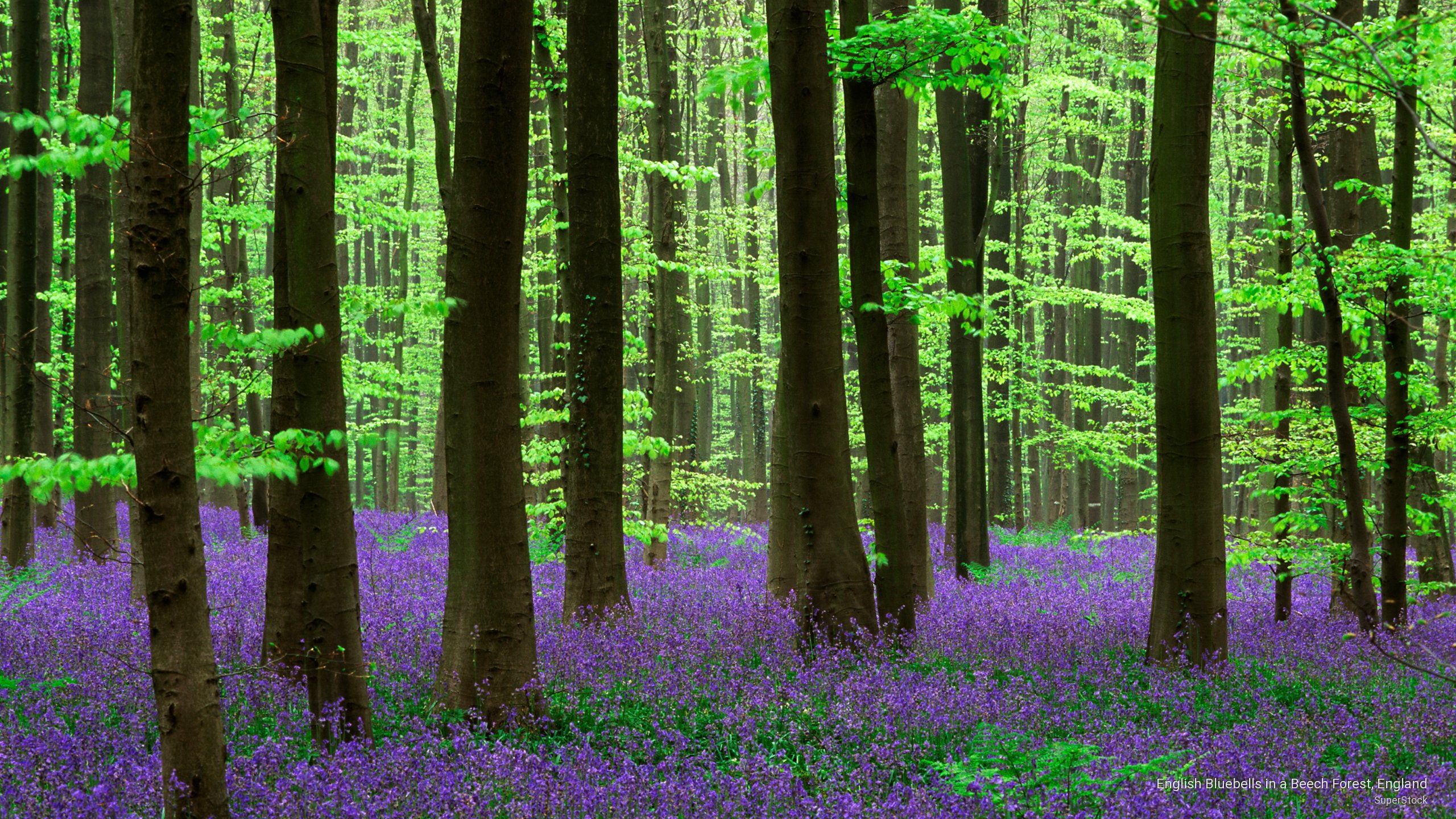 Spring Bluebells Wallpapers - Wallpaper Cave