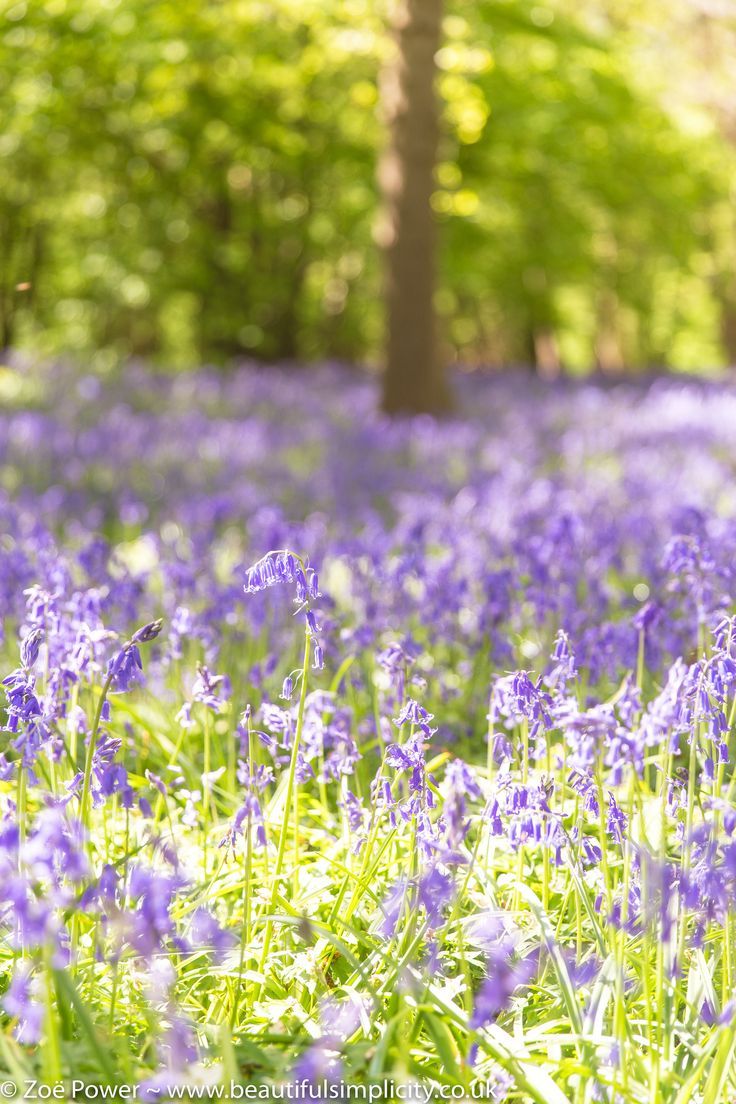 Spring Bluebells Wallpapers - Wallpaper Cave