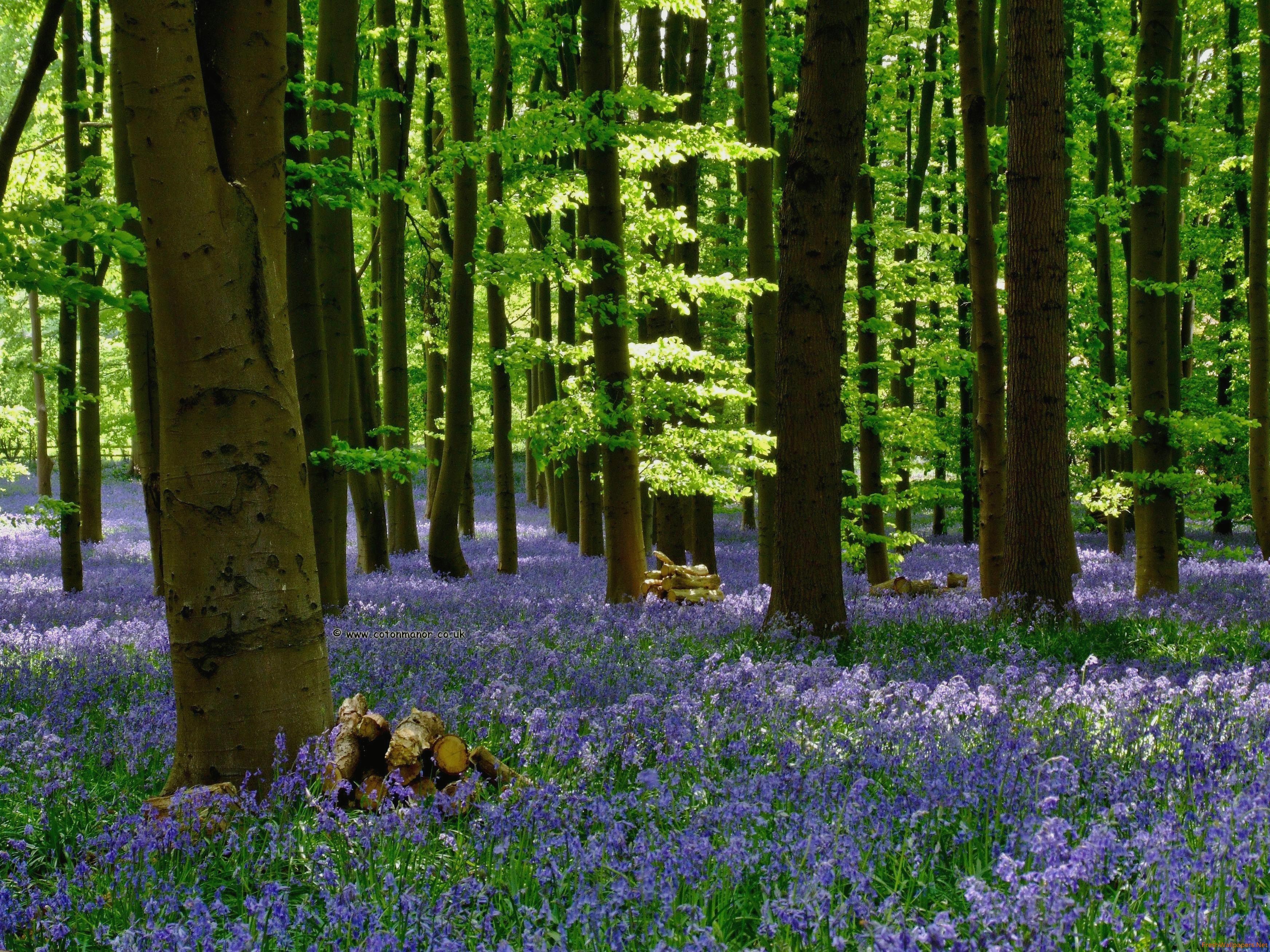 Bluebell Woodland