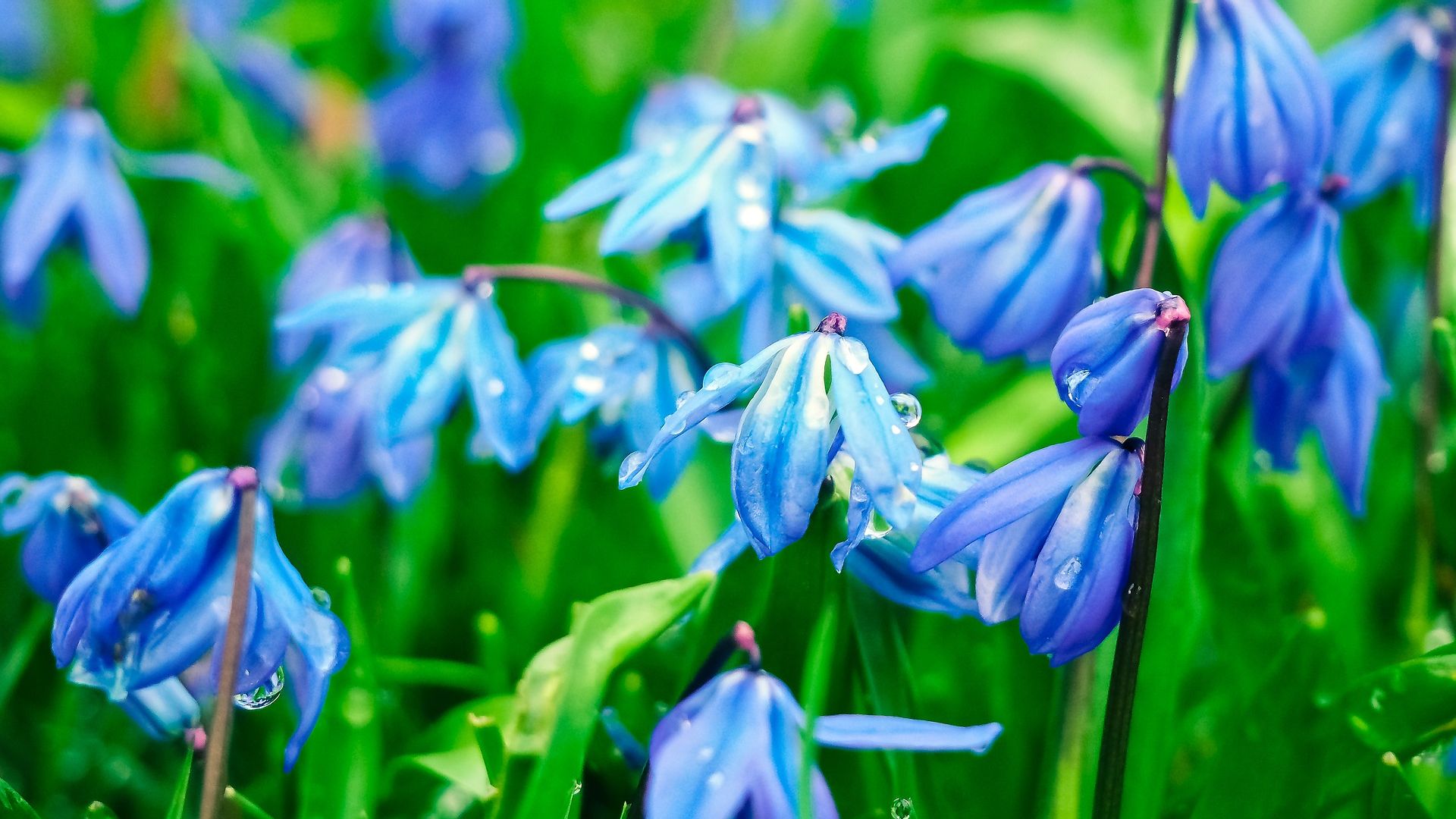 Spring Bluebells Wallpapers - Wallpaper Cave