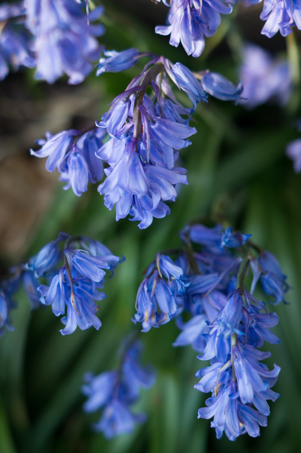 Spring Bluebells Wallpapers - Wallpaper Cave