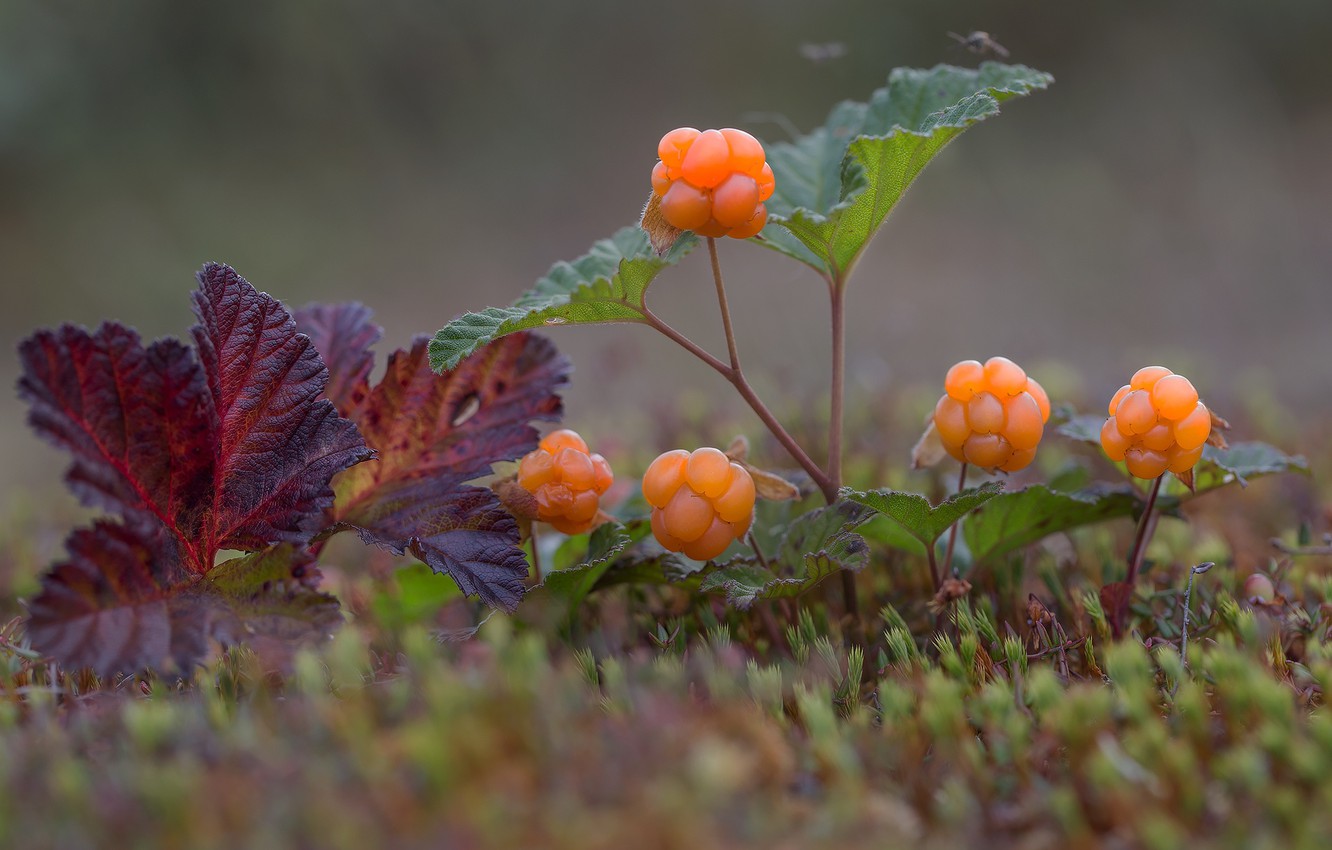 Cloudberry Wallpapers - Wallpaper Cave