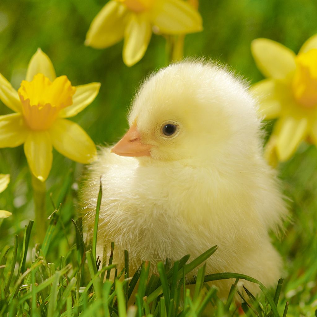 Cute Baby Chicks Wallpapers - Wallpaper Cave