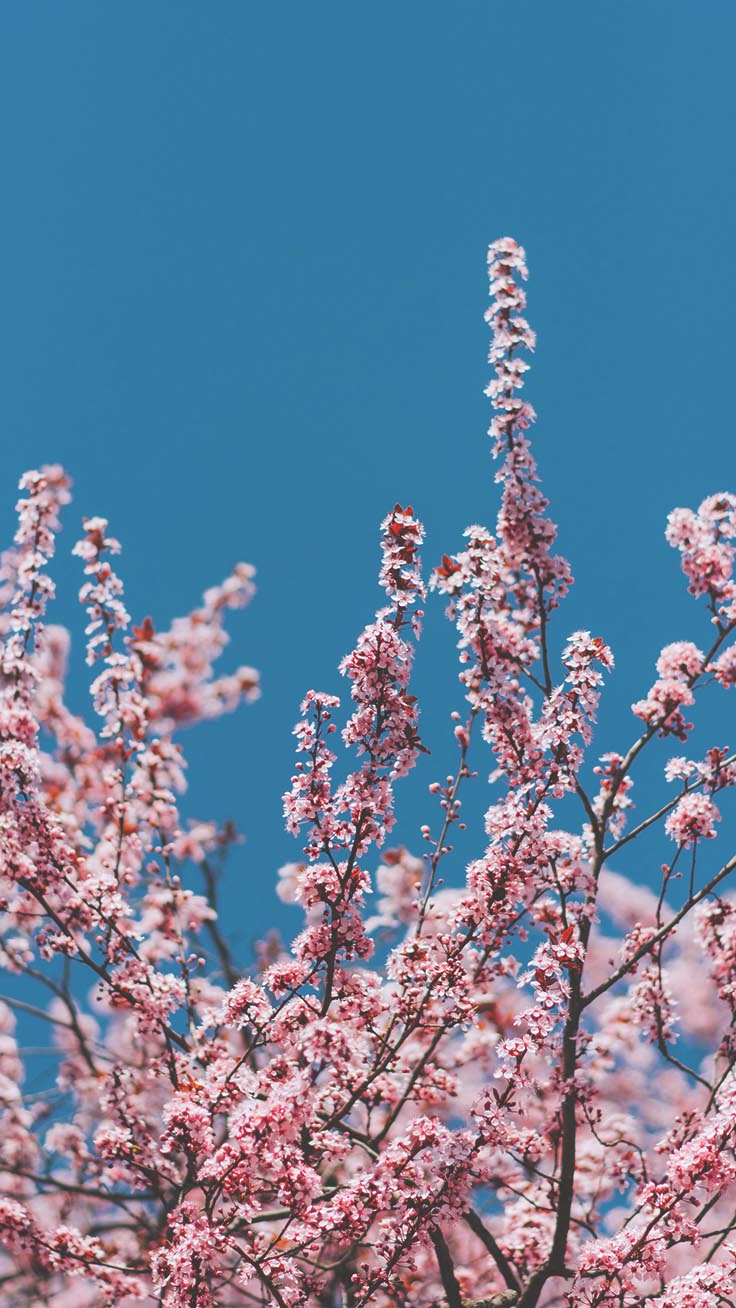 Spring Blossom iPhone Wallpaper By Preppy Wallpaper Aesthetics Wallpaper & Background Download