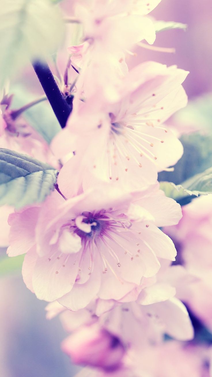 Spring iphone wallpaper HD homescreen background Sakura blossoms flower photo lockscreen 4k image. iPhone wallpaper, Wallpaper free download, Flower photo