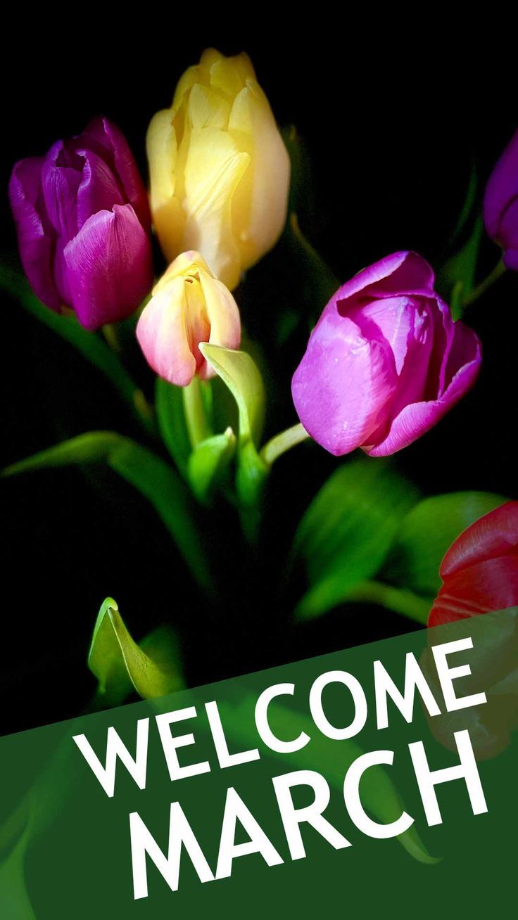 Welcome March iPhone wallpaper 2022 background Happy new month spring flower Homescreen Image. Calendar background, iPhone wallpaper, Wallpaper