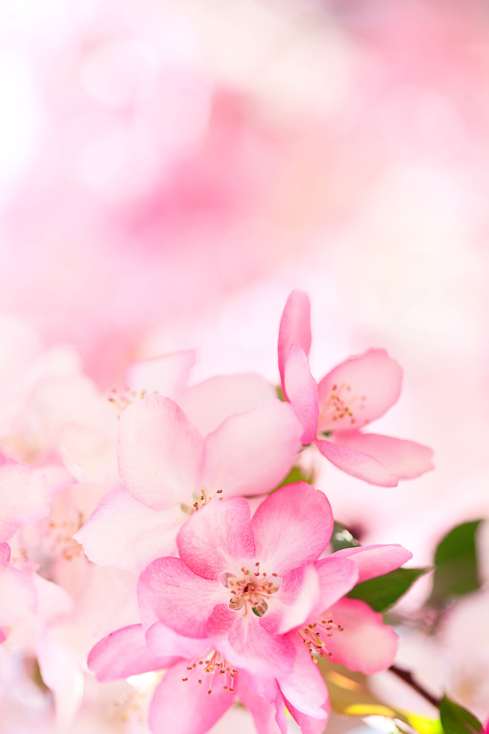 Vertical Flower Wallpaper