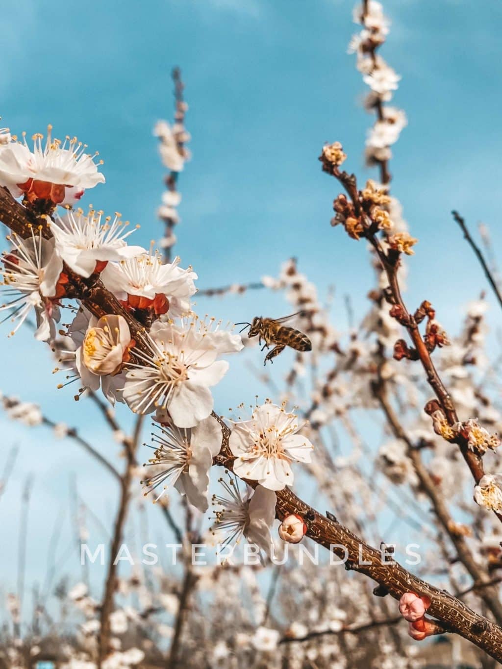 Spring Flowers Wallpaper