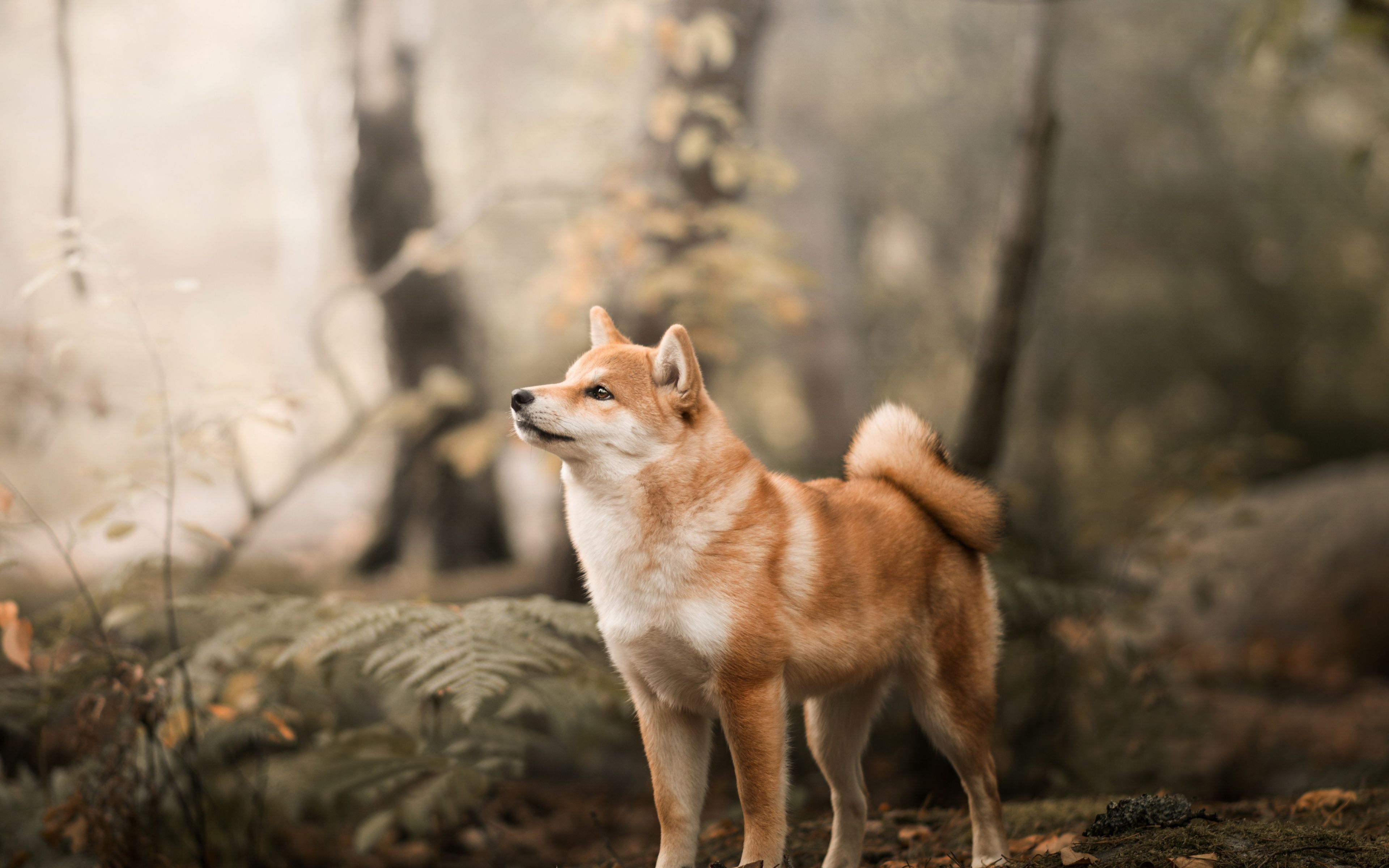 Shiba Inu Wallpaper