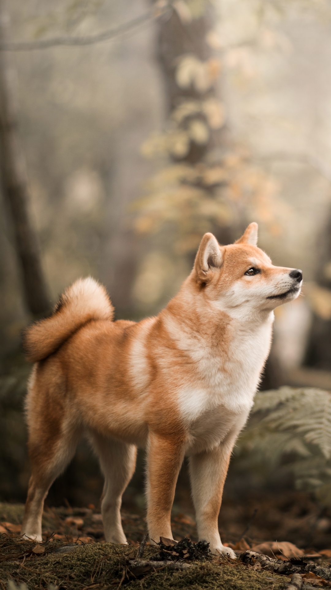 Shiba Inu Wallpaper iPhone
