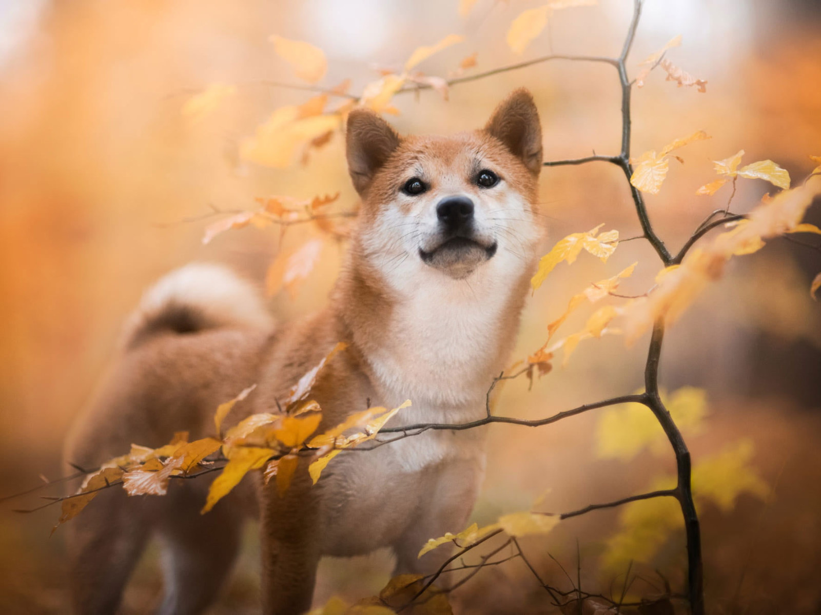 Wallpaper Dogs, Shiba Inu, Baby Animal, Fall, Pet, Puppy • Wallpaper For You