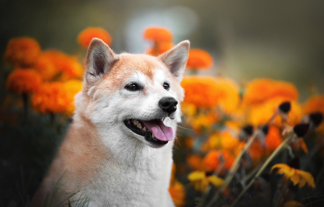 Wallpaper face, flowers, portrait, dog, bokeh, Shiba inu image for desktop, section собаки