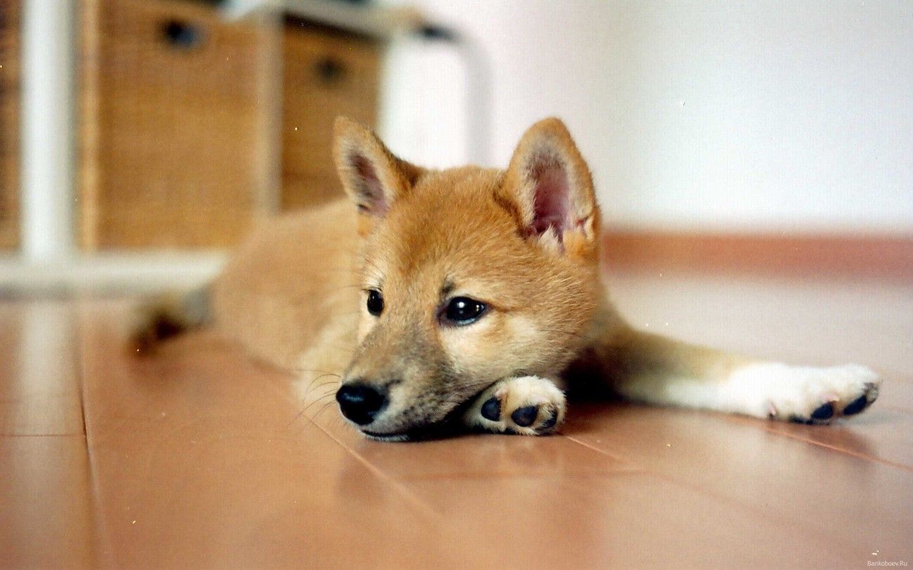 shiba inu puppies wallpaper. All Puppies Picture and Wallpaper. Shiba inu, Shiba inu puppy, Cute animals