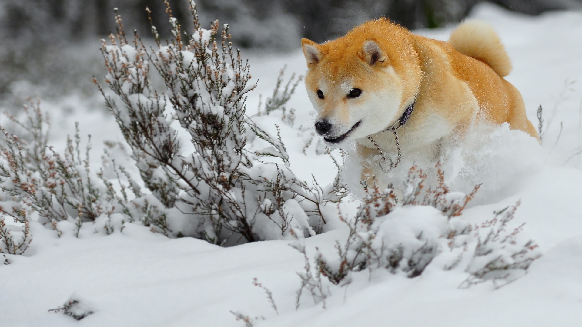 Wallpaper Akita Run Winter Dog