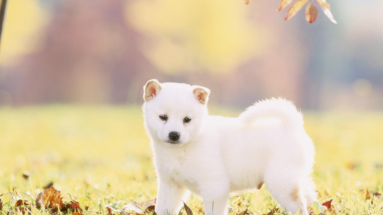 Shiba Inu Puppy Wallpaper & Background Download