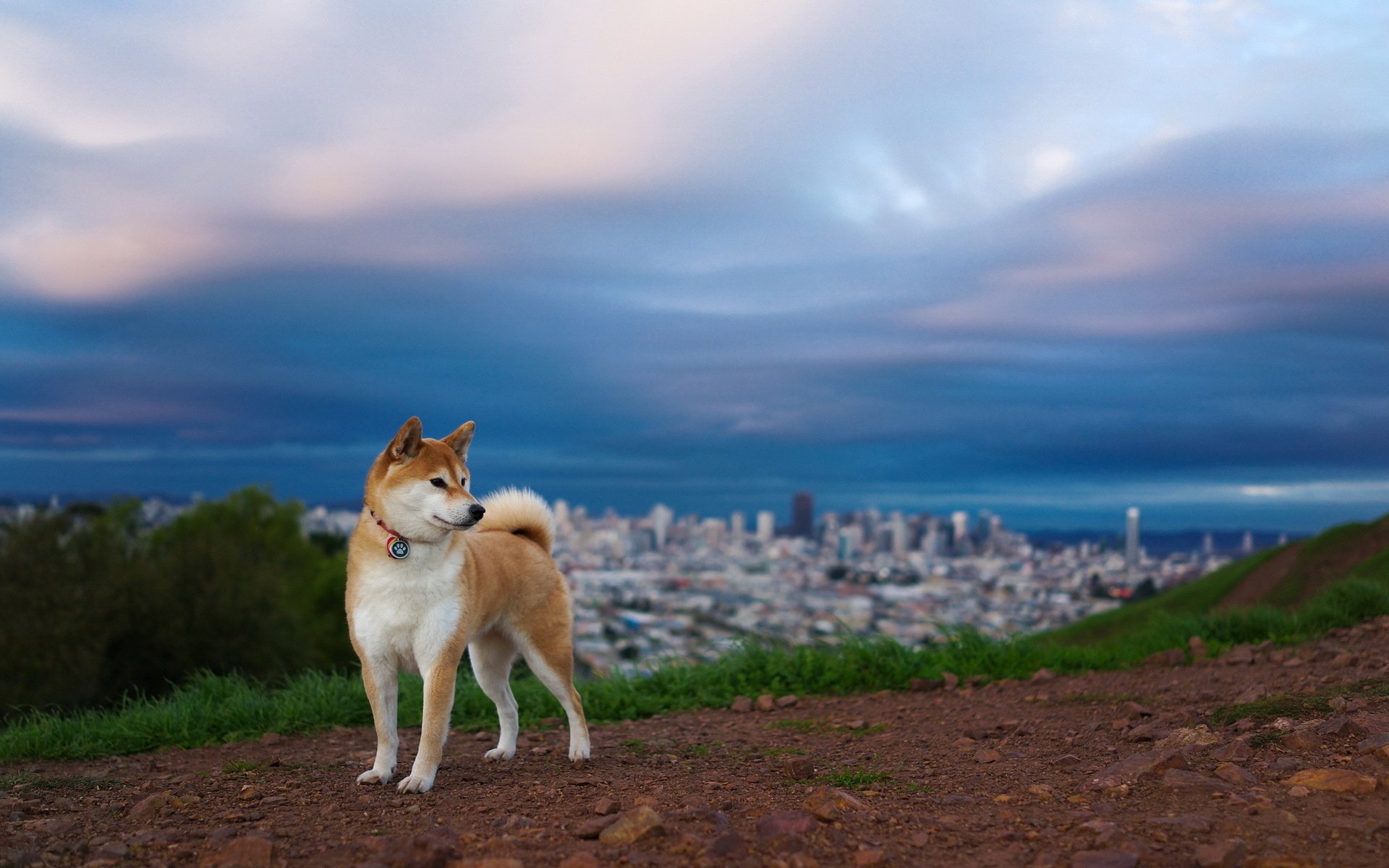 Shiba Inu HD Wallpaper and Background Image