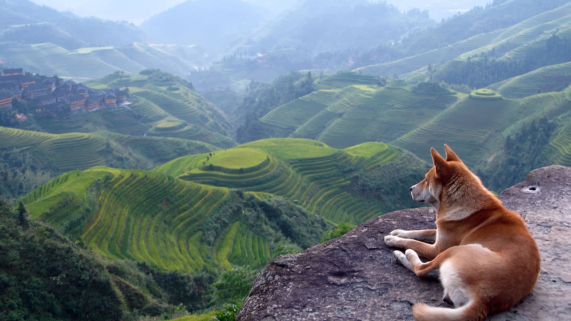 landscape, Dog, Terraces, Shiba Inu Wallpaper HD / Desktop and Mobile Background